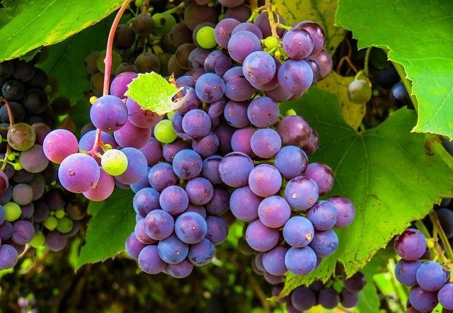 significado de sonhar com uva