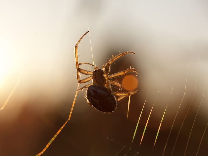 Significado dos sonhos: o que significa sonhar com aranha? Veja os números  – Metro World News Brasil