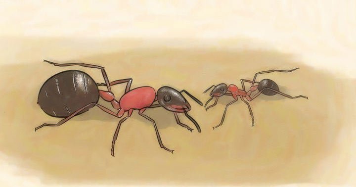 significado de sonhar com formiga