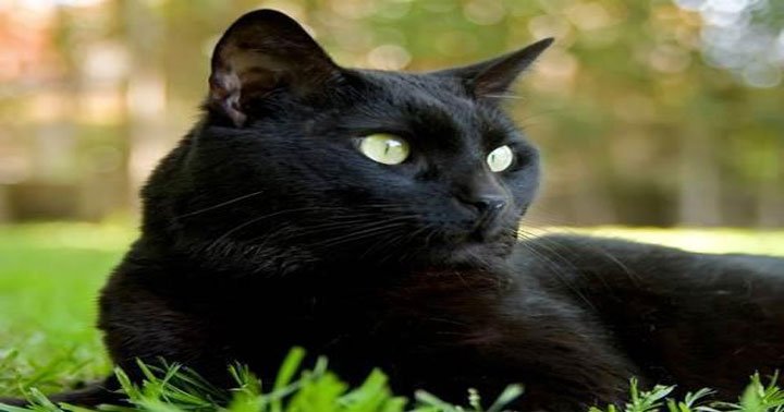 o que significa sonhar com gato preto