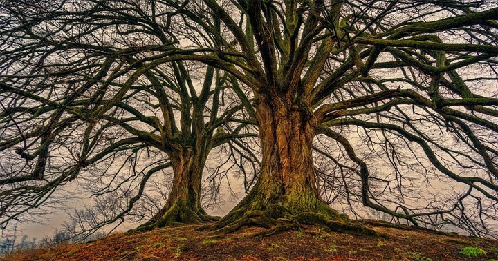 Sonhar com Árvore | Mensagens e Significados Importantes