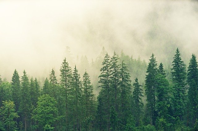 significado de sonhar com floresta