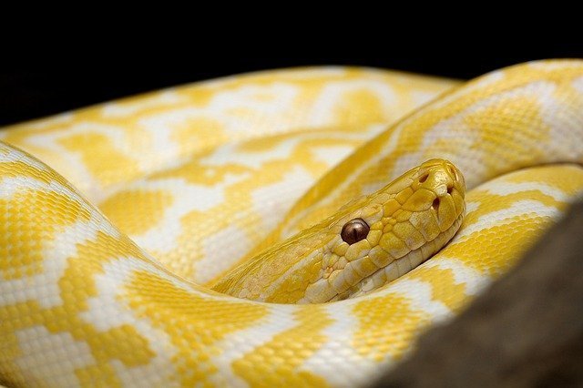 Featured image of post Imagens De Cobras Amarelas : (continuação.) bushmaster estas são grandes cobras de corpo moderadamente esguia e cabeça.