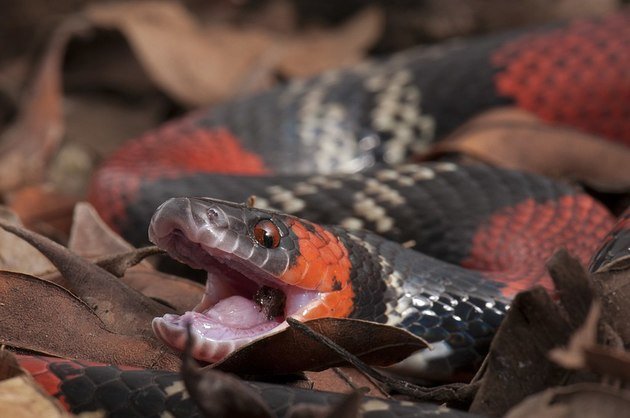 Números para quem sonha com cobra