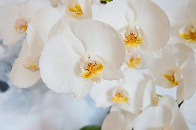 sonhar com orquídeas