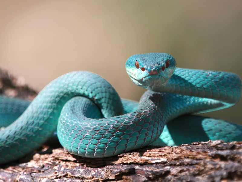 🐍 SONHAR COM COBRA AZUL - O QUE SIGNIFICA SONHAR COM COBRA AZUL? [SONHAR  COM COBRA] 