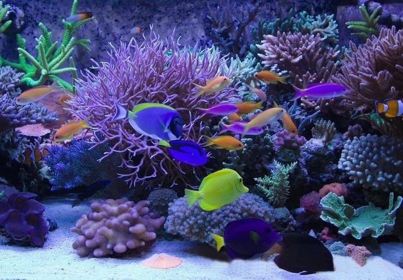 Significado de sonhar com aquário