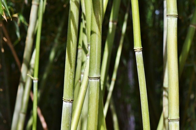 sonhar com bambu