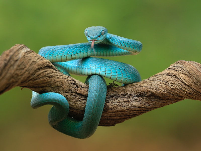 Sonhar Com Cobra Azul, O Que Significa?