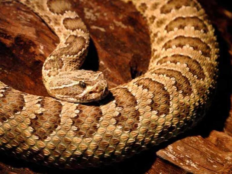 Sonhar com Cobra Cascavel - Mensagens e Significados