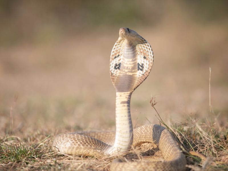 Significado de sonhar com cobra naja. Veja se há o que temer