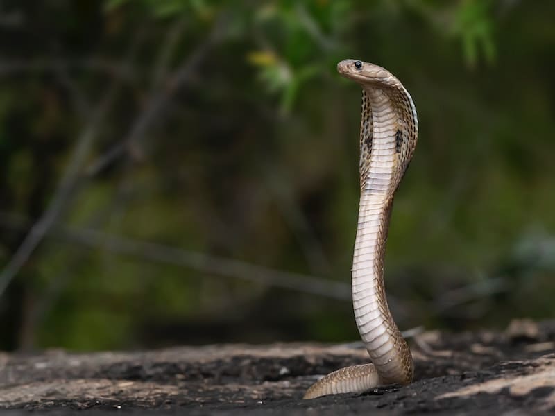 Significado de sonhar com cobra naja. Veja se há o que temer