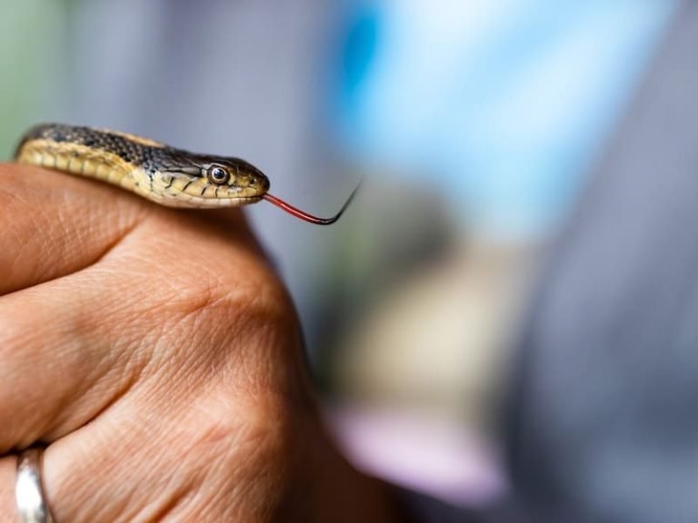 Sonhar com Filhote de Cobra - Significados Únicos