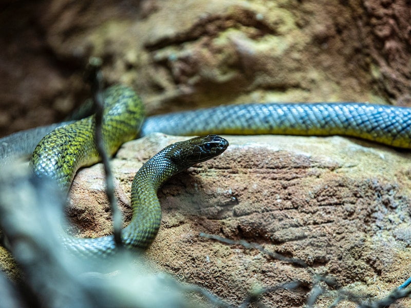 O que Significa Sonhar com Cobra Azul? - SONHAR