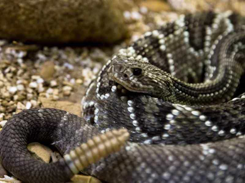 Sonhar com cobra dando bote: preta, verde, marrom, cascavel e mais!