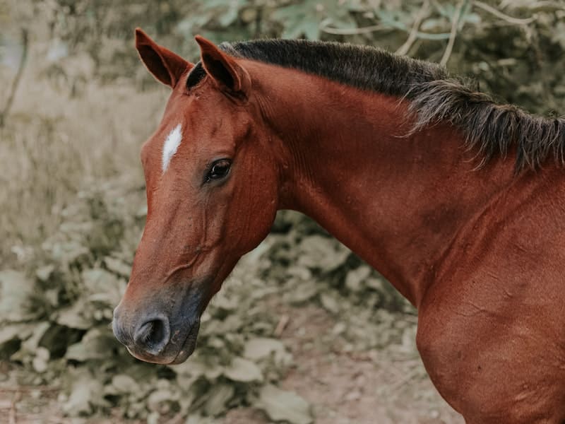 Sonhar com Cavalo Marrom: O QUE SIGNIFICA ESTE SONHO?