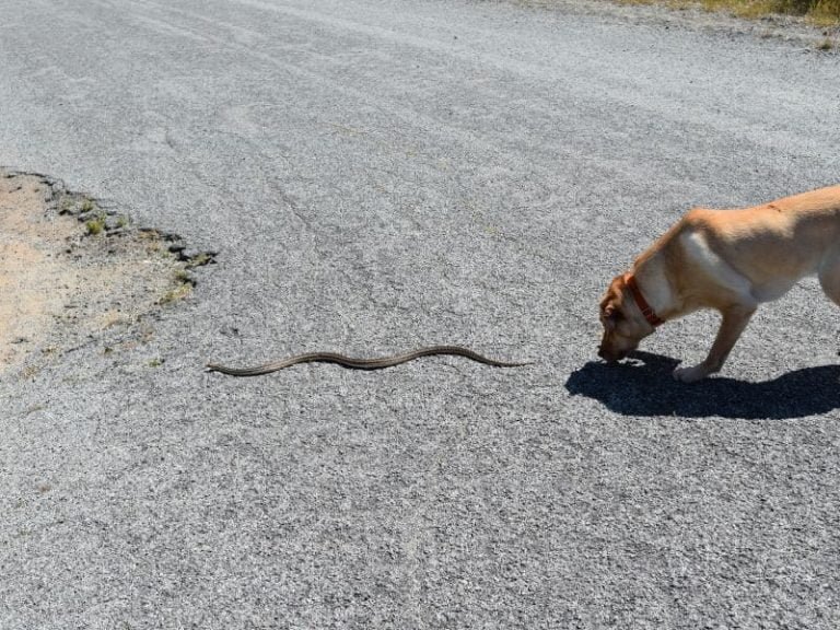 Sonhar com cobra e cachorro - Significados Únicos e Importantes