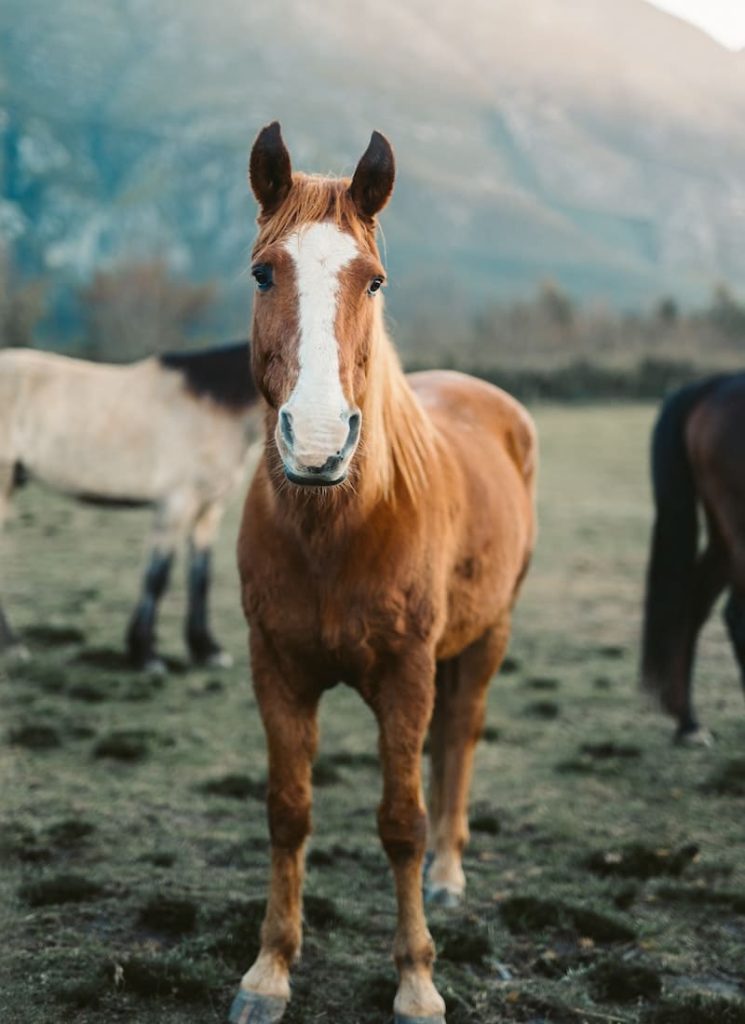 Sonhar com Cavalo Marrom: O QUE SIGNIFICA ESTE SONHO?