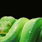Sonhar com cobra verde significado evangélico