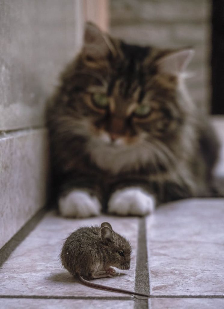 rato cinza brincado com gato