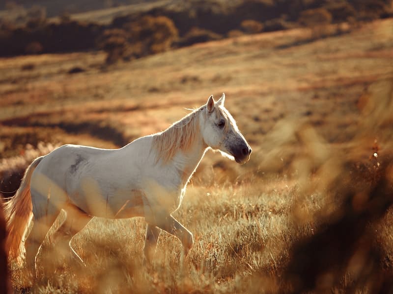 cavalo branco e manso no meio do pasto