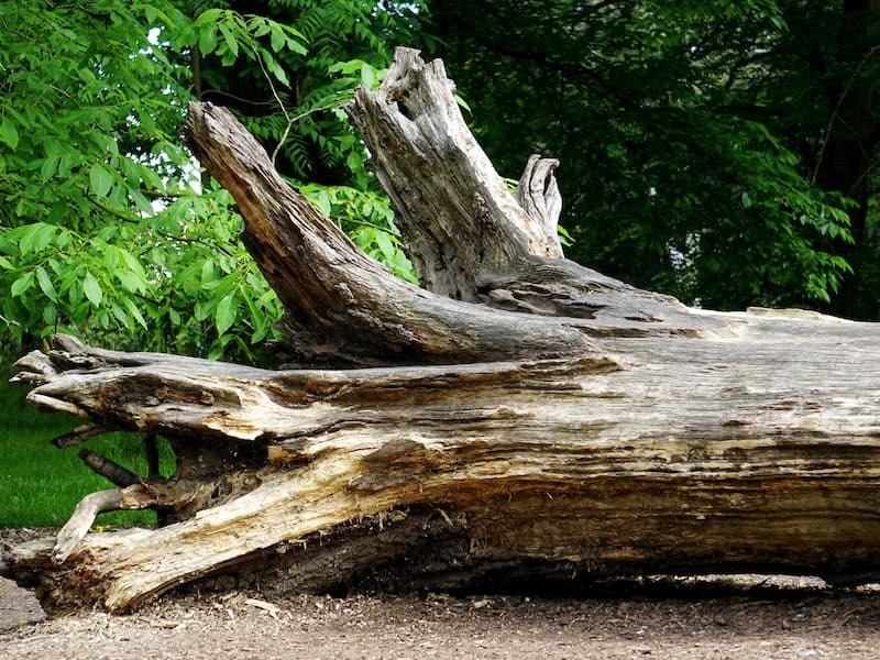 tronco de árvore gigante cortado