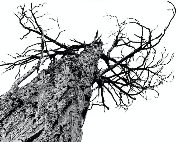 tronco de árvore gigante na foto em preto e branco