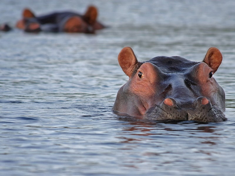 Hipopótamo na água descansando