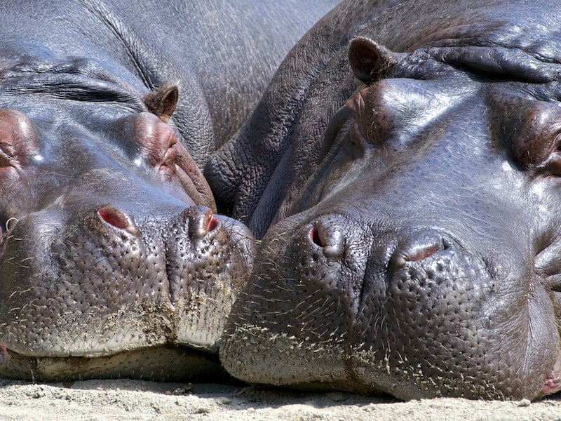 dois hipopótamos tomando um sol enquanto descansam