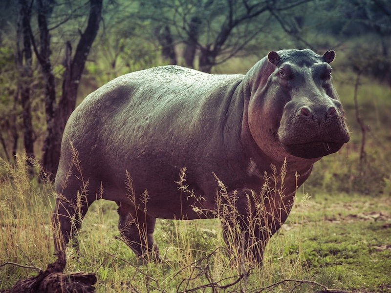 Hipopótamo grande passeando pela savana africana