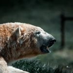 urso-polar-atacando