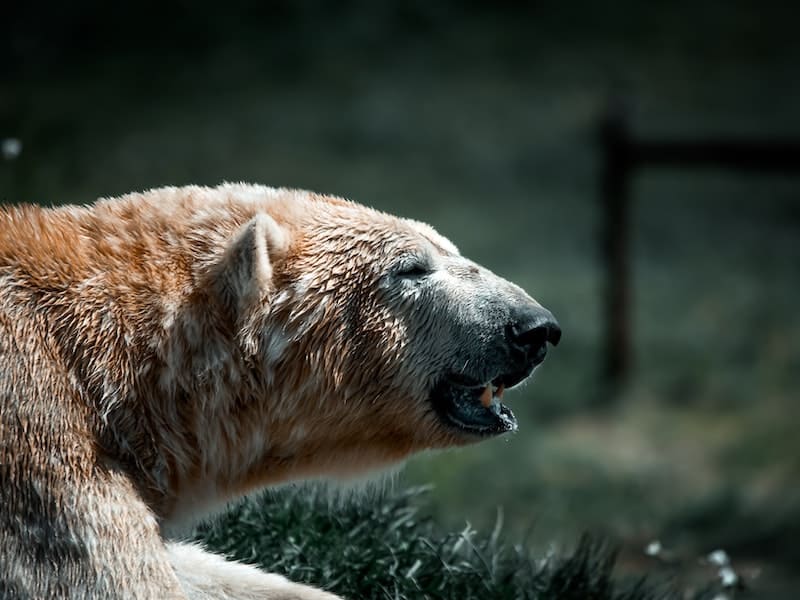 urso-polar-atacando