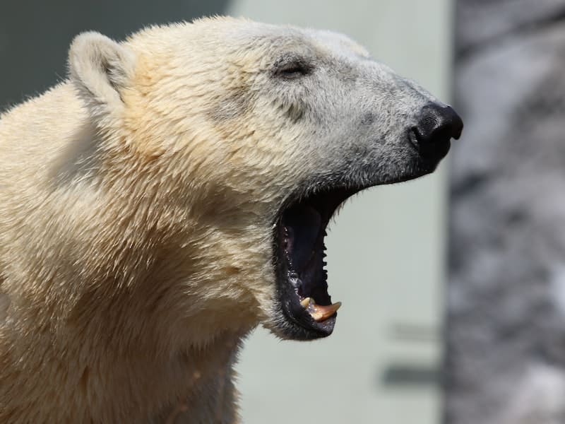 urso polar se preparando para atacar