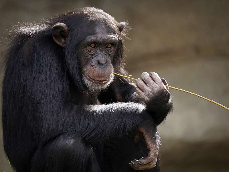 macaco comendo